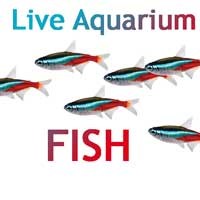 livefish