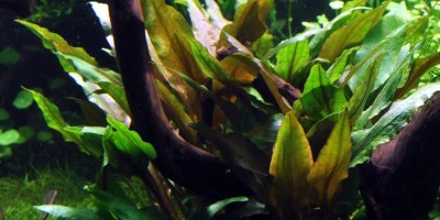 Cryptocoryne_undulataBroadLeaves2