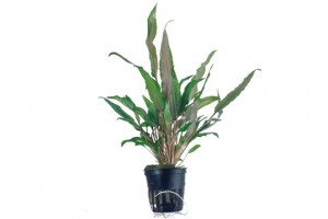 Cryptocoryne_undulataBroadLeaves3