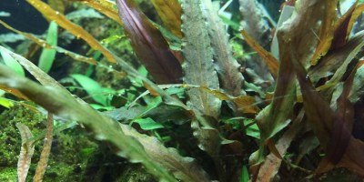 Cryptocoryne_undulatus_Red2
