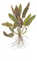 Cryptocoryne_undulatus_Red