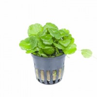 Hydrocotyle_verticillata3