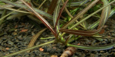 Hygrophila_Araguaia4