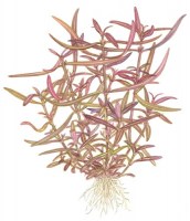 Hygrophila_Araguaia