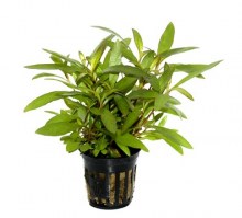 Hygrophila_Siamensis53B3