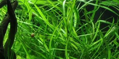 Hygrophila_costata2