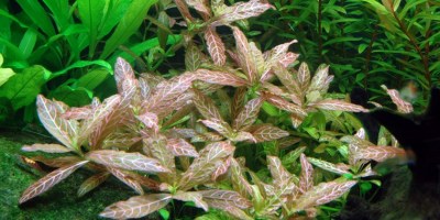 Hygrophila_polyspermaRosanervig2
