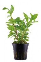 Hygrophila_polyspermaRosanervig3