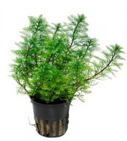 Myriophyllum_mattogrossense3