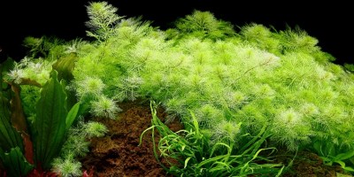 Myriophyllum_mattogrossense4