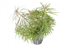 Pogostemon_stellata3