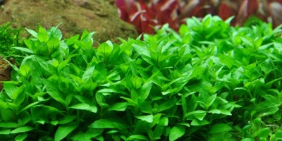 Staurogyne_repens22
