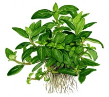 Staurogyne_repens7