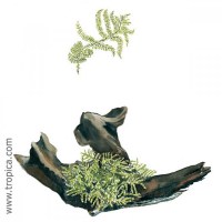 Vesicularia Dubyana - Christmas moss